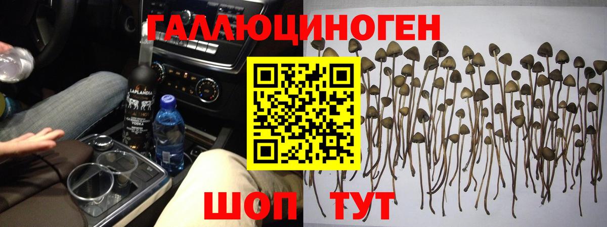 магазин    Вход с VPN  Ярославль  Галлюциногенные грибы Psilocybine cubensis  Псилоцибиновые грибы Magic Shrooms 